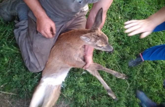 Na Prokletijama pronađeno povrijeđeno mladunče srne, nakon oporavka vraćeno u prirodu 