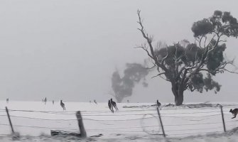 Igra kengura na snijegu oduševila svijet (VIDEO)