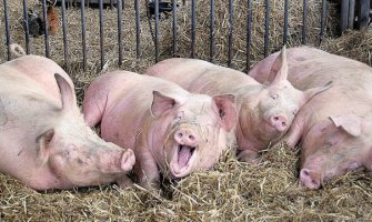 U Hrvatskoj zbog kuge ubijeno 19.000 svinja