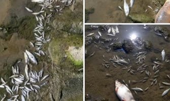 Uginula riba pronađena na obali Lima u Bijelom Polju, Opština traži kazne za odgovorne