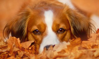 Promjenljivo oblačno,  u južnim i centralnim predjelima moguća kiša