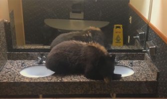 Čuli buku u ženskom toaletu, kad su otvorili vrata ugledali mladog medvjeda (VIDEO)