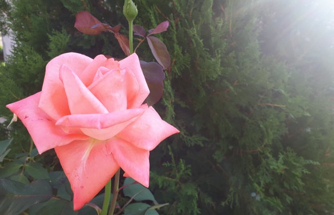 Sunčano i toplo, do 32 stepena