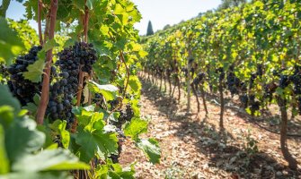 Klima i zemljište pogoduju uzgoju vinove loze u Danilovgradu
