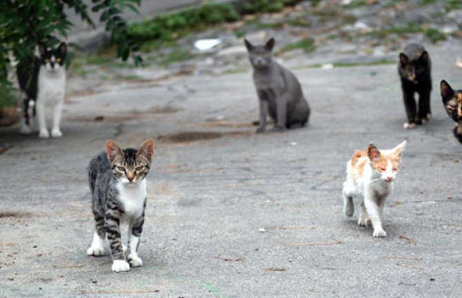 U Baru od početka godine zabilježeno 17 ujeda mačaka