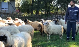 Čopor pasa napao stado ovaca: Jednu usmrtili, više nestalo i povrijeđeno(FOTO)