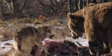 Okršaj između vuka i medvjeda (VIDEO)