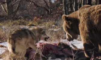 Okršaj između vuka i medvjeda (VIDEO)