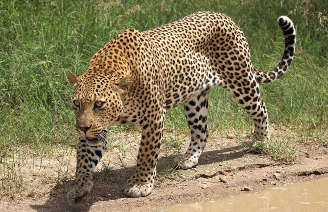 U Indiji leopard napao dijete, majka ga spasila od krvoločne životinje