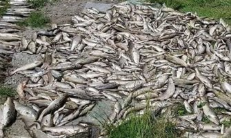 Optužni predlog zbog pomora ribe