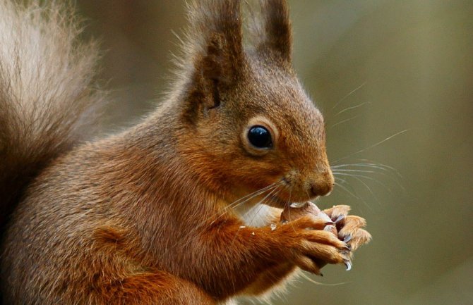 Vjeverica povrijedila 18 ljudi