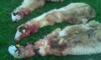 Vukovi zaklali 14 ovaca u bjelopoljskom selu