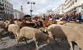 Ovce zamijenile automobile na ulicama Madrida