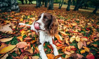 Ko ne čisti za psom može biti kažnjen i do 3.000 eura