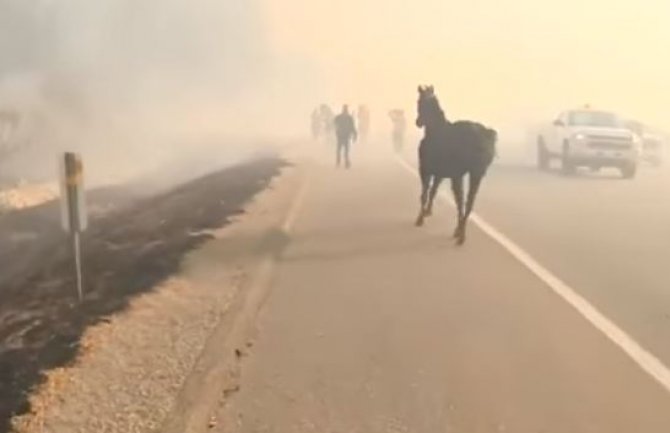 Spasili konja od požara, on se vratio da spasi mladunče (VIDEO)