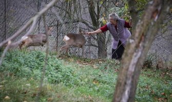 Nevjerovatna ljubav srna i starice iz Prnjavora: Staru mogu maziti, ali mlada je lopov