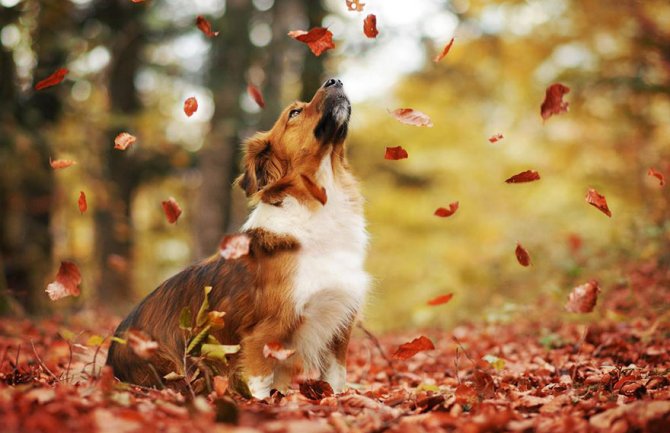 Pretežno sunčano, do 20 stepeni 