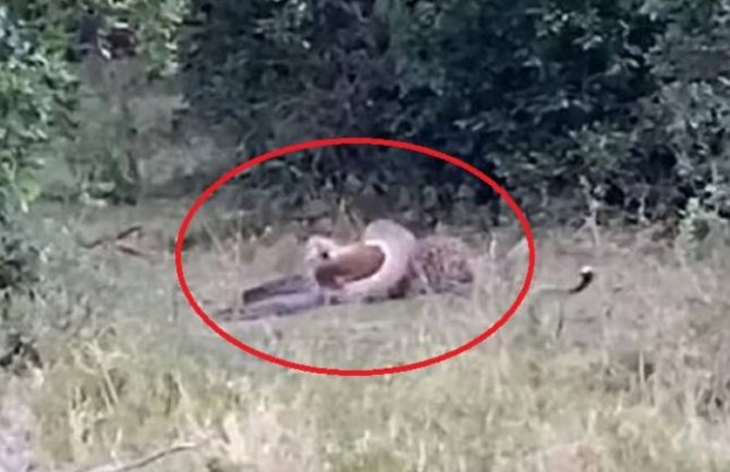 Nevjerovatna bitka između pitona i leoparda (VIDEO)