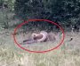 Nevjerovatna bitka između pitona i leoparda (VIDEO)