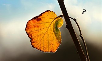 Danas pretežno oblačno, suvo i toplo