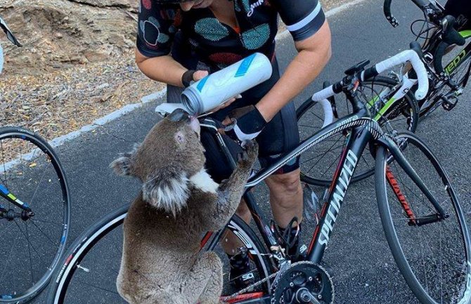 Žedna koala zaustavila bicikliste tražeći vodu