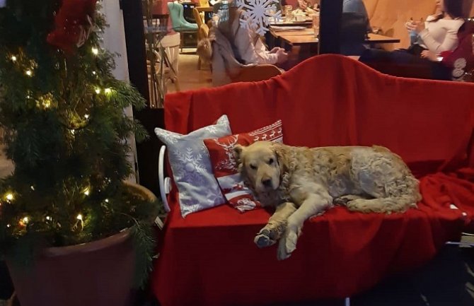 Nestao pas, ukoliko vidite dobroćudnog 