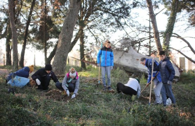 Sadnja borova u Ulcinju u organizaciju EU Info Centra i partnera