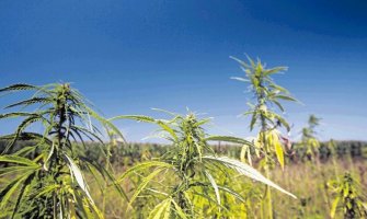 Do sada nije izdata nijedna dozvola za gajenje konoplje u prehrambene i industrijske svrhe