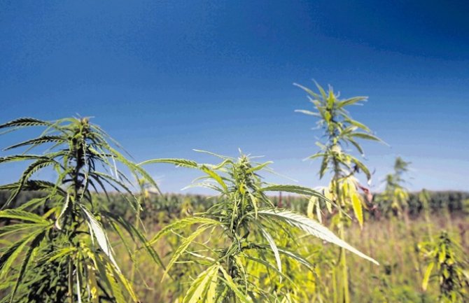 Do sada nije izdata nijedna dozvola za gajenje konoplje u prehrambene i industrijske svrhe
