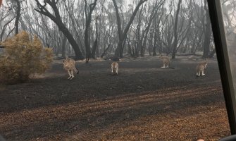 Australijska vlada opredijelila 50 miliona dolara za oporavak divljih životinja