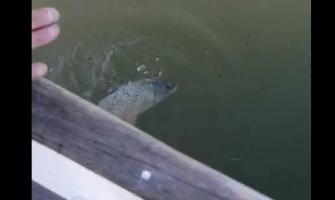 Pronađenu ribu vratili u Skadarsko jezero 
