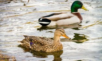 Preduzimaju se sve mjere za prevenciju pojave ptičijeg gripa