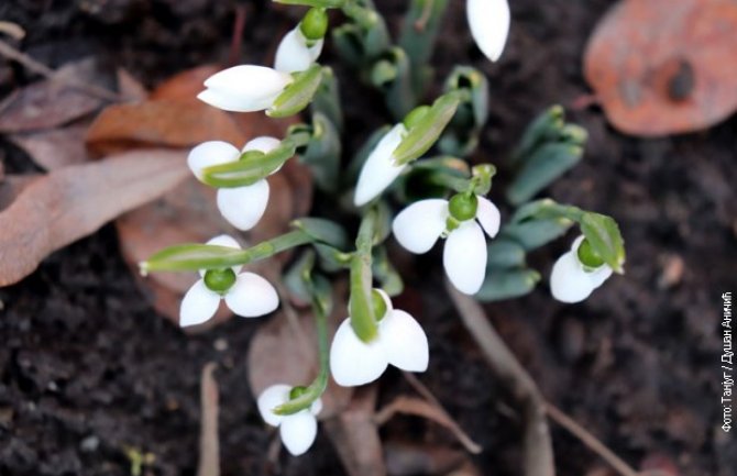 Vjesnici proljeća: Procvjetale visibabe uz Veliku Moravu