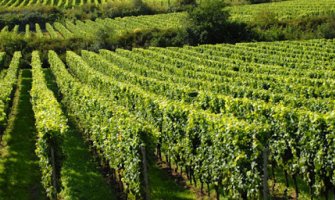 Počinje predstavljanje Agrobudžeta po opštinama, sjutra u Nikšiću i Danilovgradu 