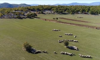 Farmeri će ove godine dobiti veću premiju za stoku