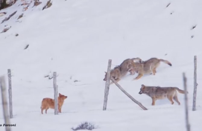 Pas pobjegao od tri vuka uz nevjerovatnu akrobaciju (VIDEO)