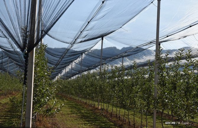 Do savremenog voćnjaka uz bespovratna podršku od 50 odsto investicije