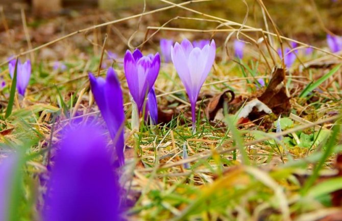 Pretežno sunčano, do 17 stepeni