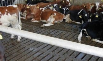 Podrška u dostizanju standarda dobrobiti životinja na farmama