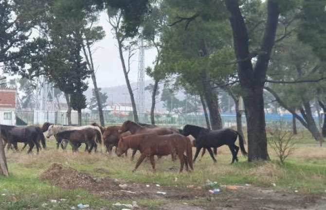 Organizovana akcija hvatanja napuštenih konja na Zlatici 
