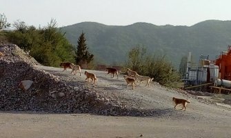 Hitno riješiti problem pasa lutalica u Ozrinićima: Napadaju stoku, djecu i mještane