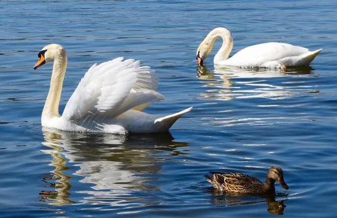 U ponedjeljak pretežno sunčano, do 19 stepeni