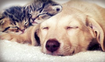 Mačke kupali asepsolom, NVO apelovale da se pokaže solidarnost prema kućnim ljubimcima i napuštenim životinjama