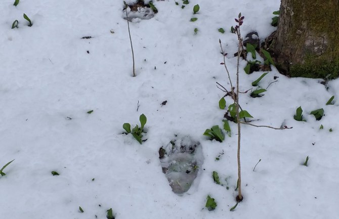 Registrovani tragovi medvjeda u okolini Biogradskog jezera