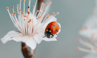 Pretežno sunčano, do 22 stepena