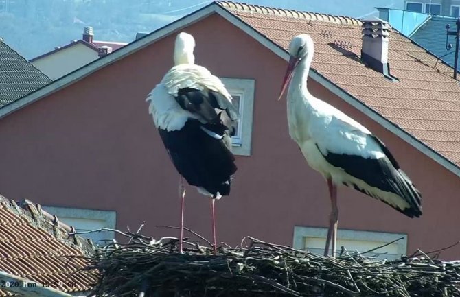 Porodica Rodić se vratila u Berane (FOTO)