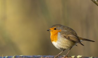 Sunčano, do 24 stepena