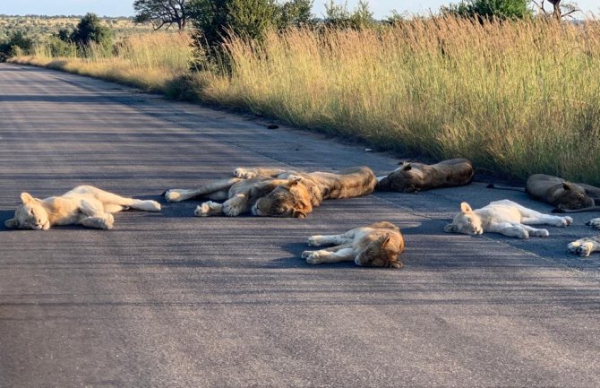 Životinje se dobro navikavaju na život bez ljudi: Krdo lavova leži nasred ulice (FOTO)