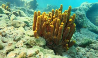 Lijek protiv korone se može dobiti iz “zlatnog sunđera” kojeg ima u cg podmorju