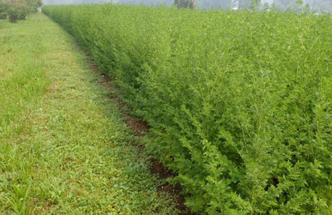 Slatki pelin lijek za COVID-19? SZO: Ispitati djelovanje i nuspojave